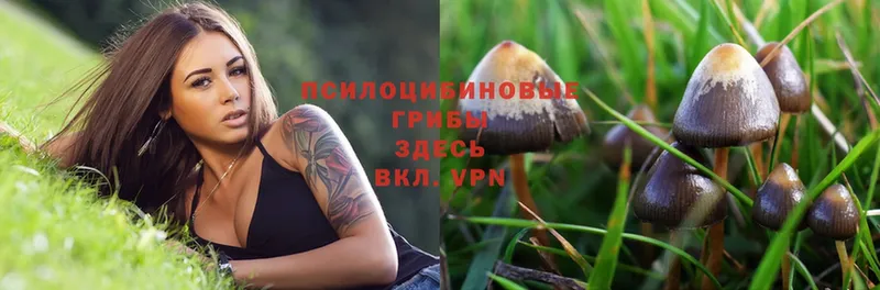 Галлюциногенные грибы Psilocybe  Нытва 